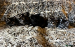 Maine Coon cats for sale: Maine coon kittens - Image 5