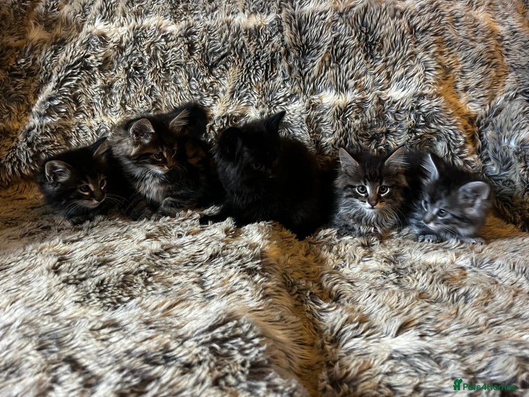 Maine Coon cats for sale: Maine coon kittens - Image 5