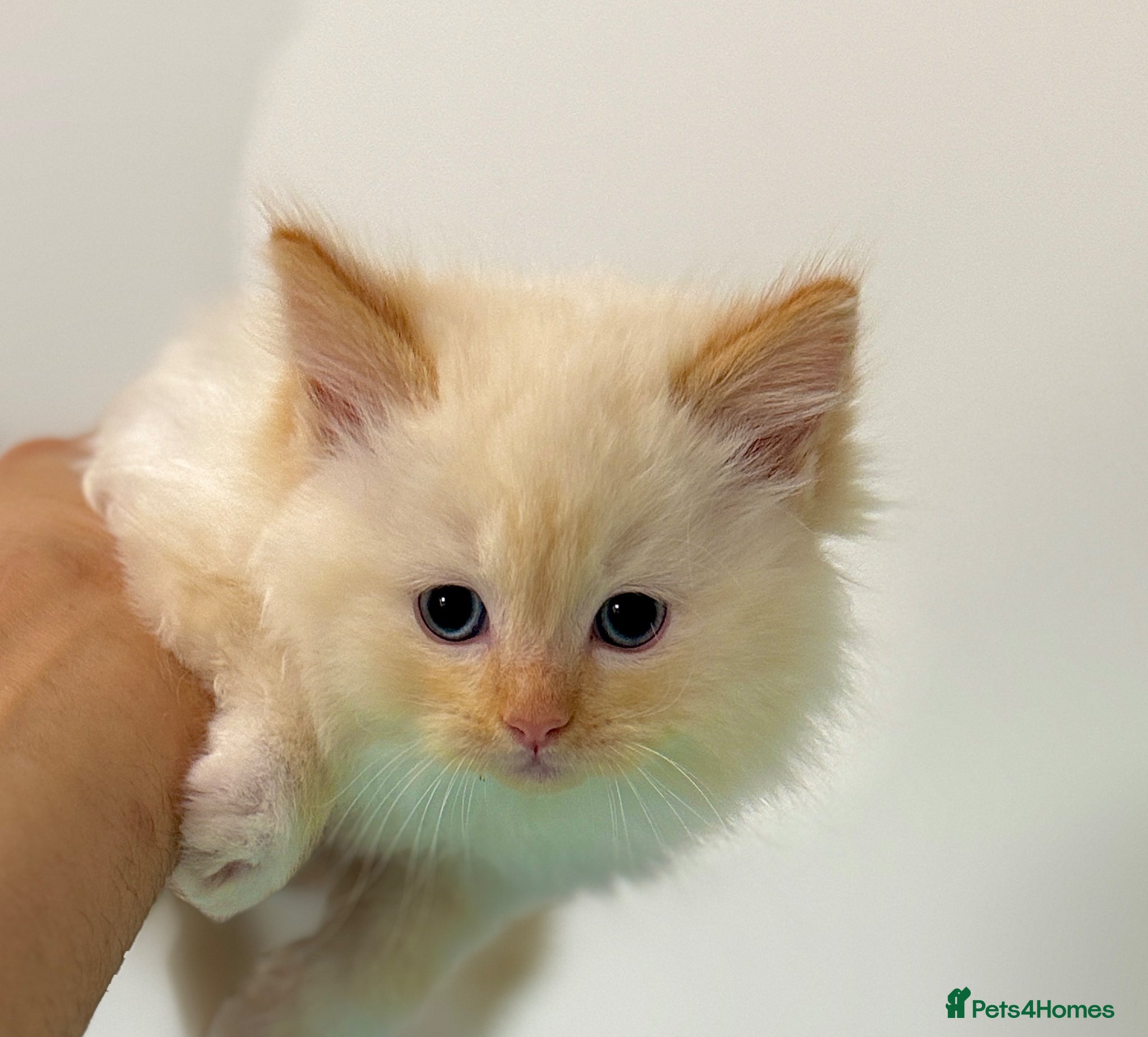Ragdoll cats Purebred Ragdoll Kitten Flame Point 🥰Boy  - Advert 3