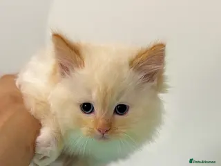 Ragdoll cats Purebred Ragdoll Kitten Flame Point 🥰Boy - Advert 3