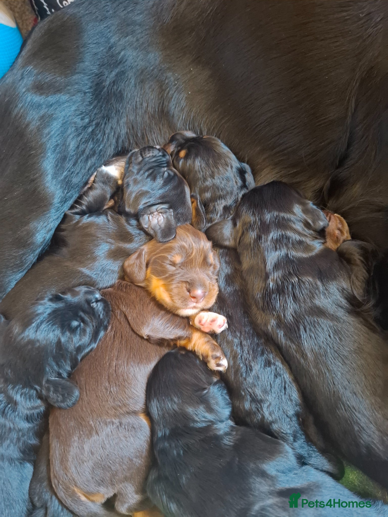 Sprocker dogs 8 gorgeous sprocker puppies - Advert 6