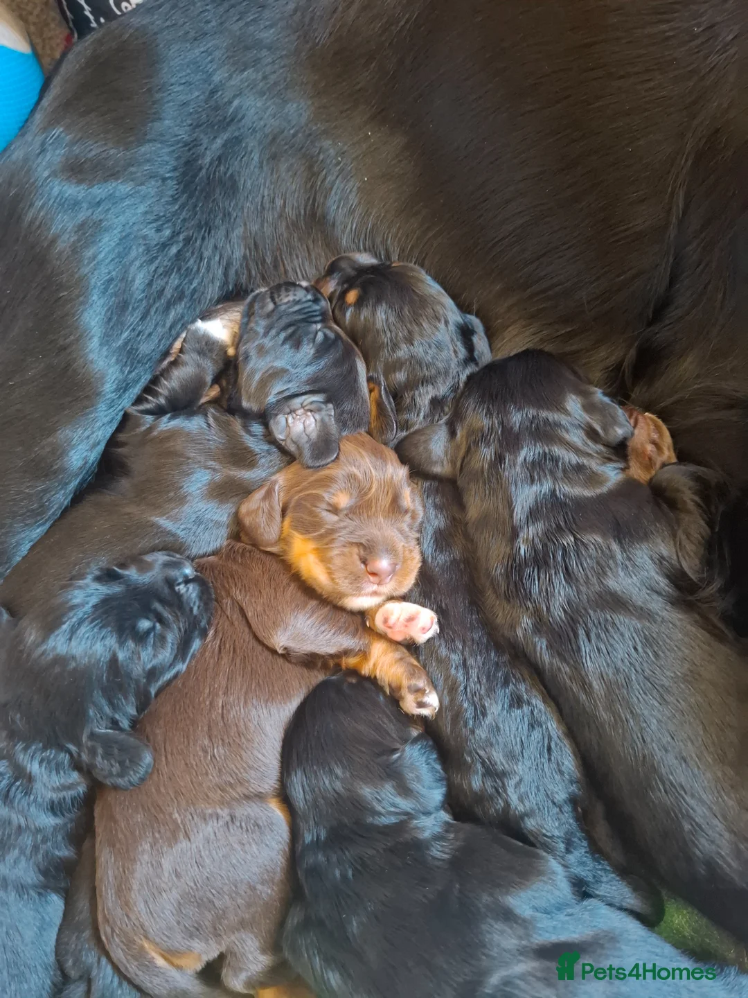 Sprocker dogs for sale: 8 gorgeous sprocker puppies in Ottery Saint Mary - Advert 2
