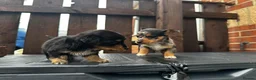 Dachshund dogs for sale: Jackshund puppies looking for a place to call home - Advert 4