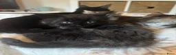 Mixed Breed cats for sale: Three Gorgeous 7 Week old KITTENS! Ghost Tabby! - Advert 16