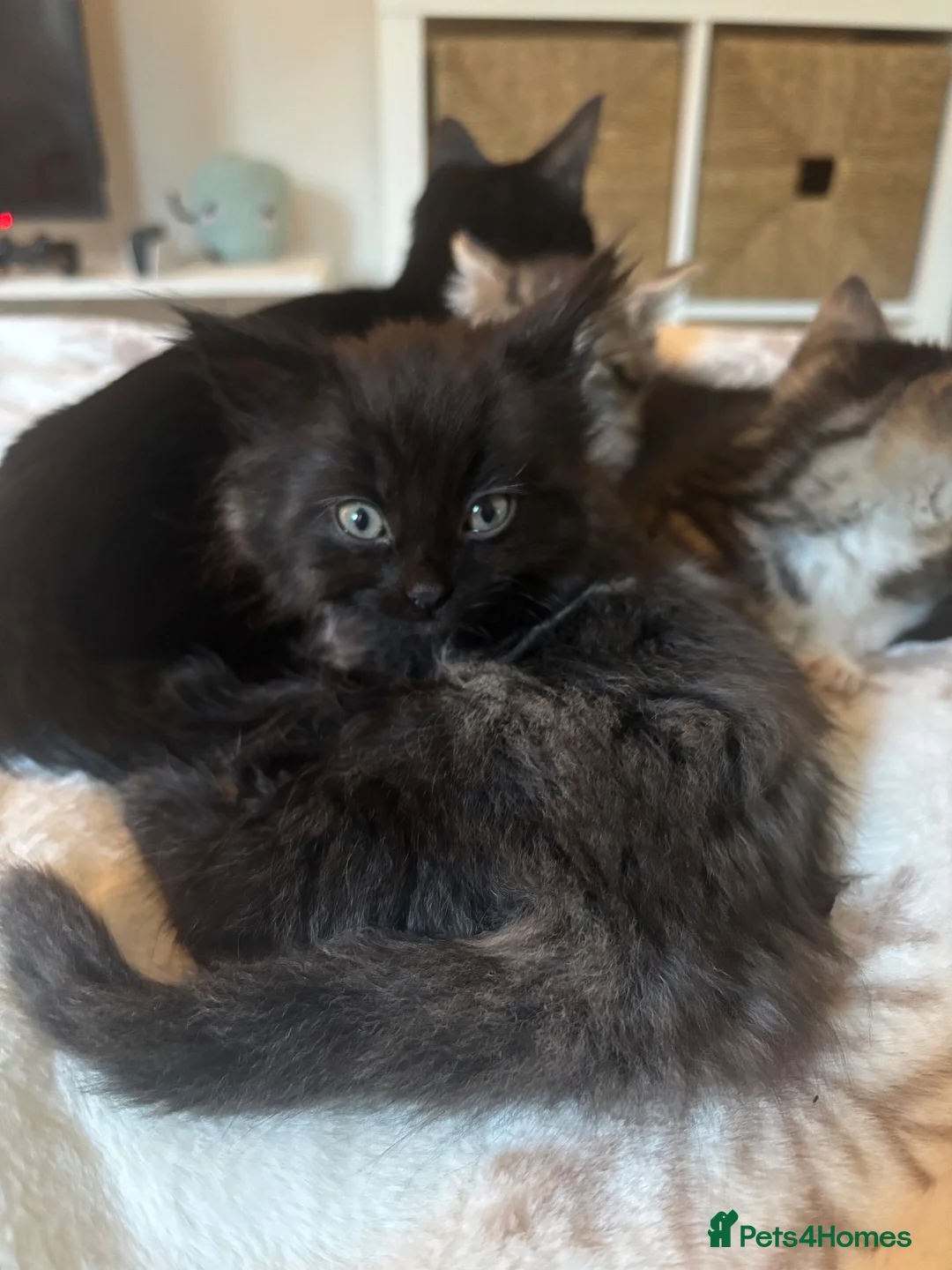Mixed Breed cats for sale: Three Gorgeous 7 Week old KITTENS! Ghost Tabby! - Advert 16