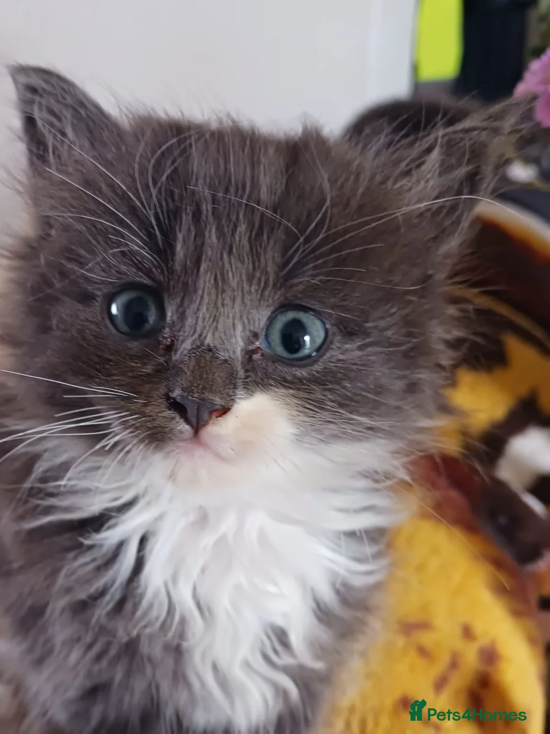 Ragdoll cats for sale: CUTE RARE BLUE RAGDOLL KITTENS  - Advert 1