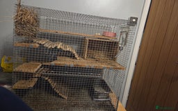Chinchilla rodents for sale: Female chinchilla for sale - Image 2