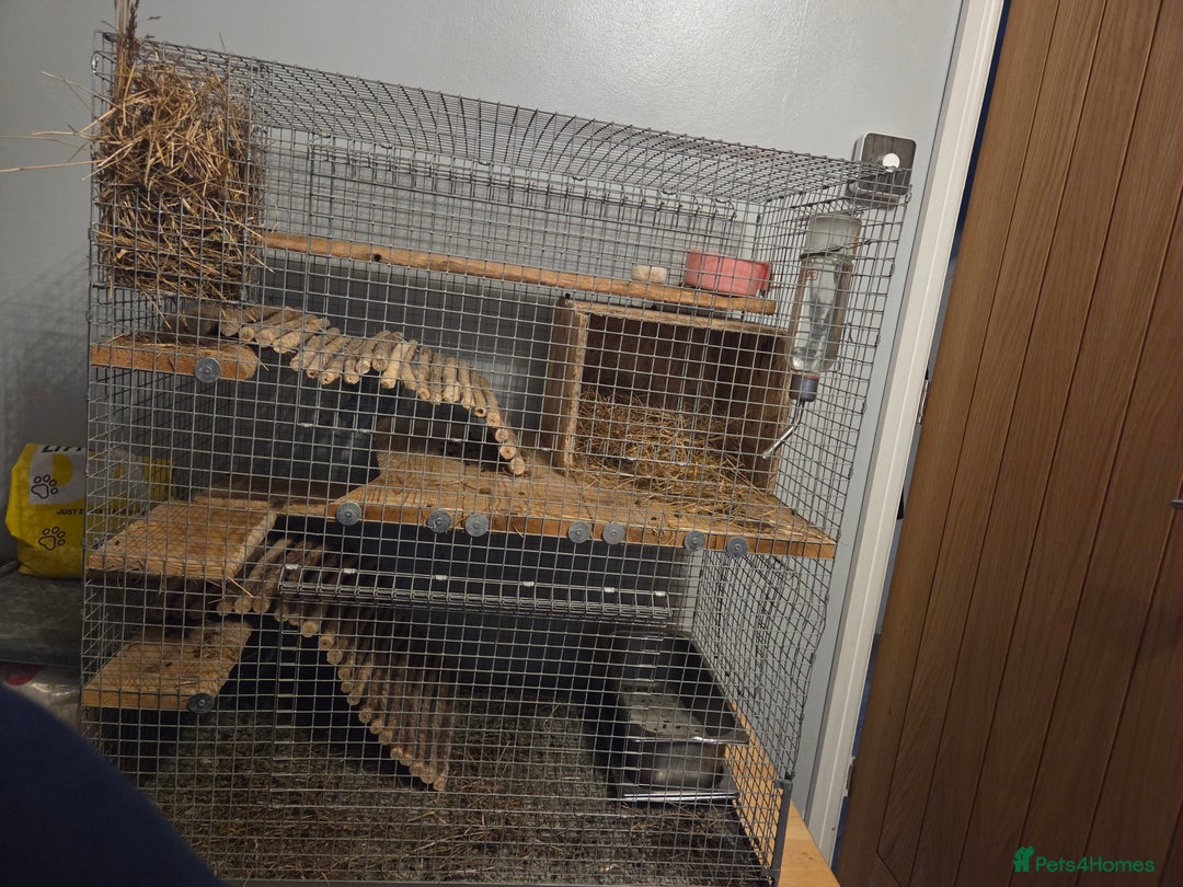 Chinchilla rodents for sale: Female chinchilla for sale - Image 2
