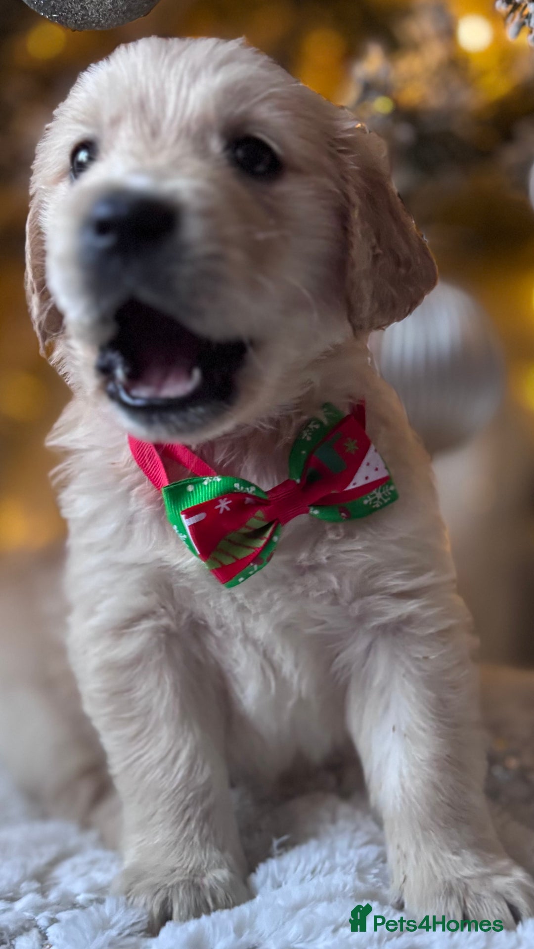 Golden Retriever dogs for sale: champion lines kc golden retriever puppies  - Advert 14