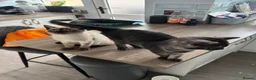 Scottish Fold cats for sale: 3 x Kittens for sale - Advert 3