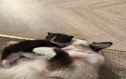 Ragdoll cats for sale: Ragdoll x kitten - Female 🐾🩷 - Image 4