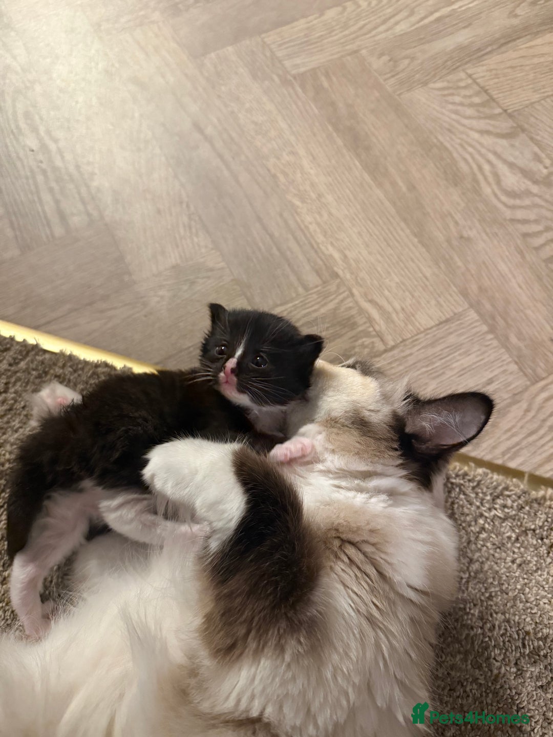 Ragdoll cats for sale: Ragdoll x kitten - Female 🐾🩷 - Image 4