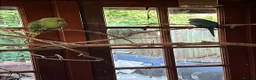 Mixed Breed birds for sale: Mixed Idian Ring necks - Advert 4