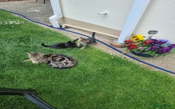 European cats for sale: One lovely black boy for sale  - Image 2