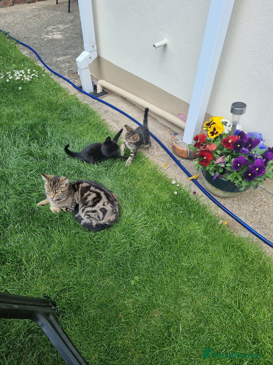 European cats for sale: One lovely black boy for sale  - Image 2