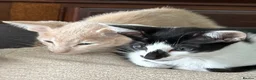 Oriental cats for sale: GCCF registered Oriental kittens  - Advert 5