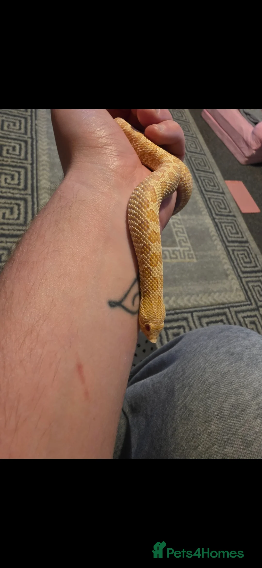 Snake reptiles for sale: Albino Western Hognose - Setup Perfect Starter Kit - Advert 3