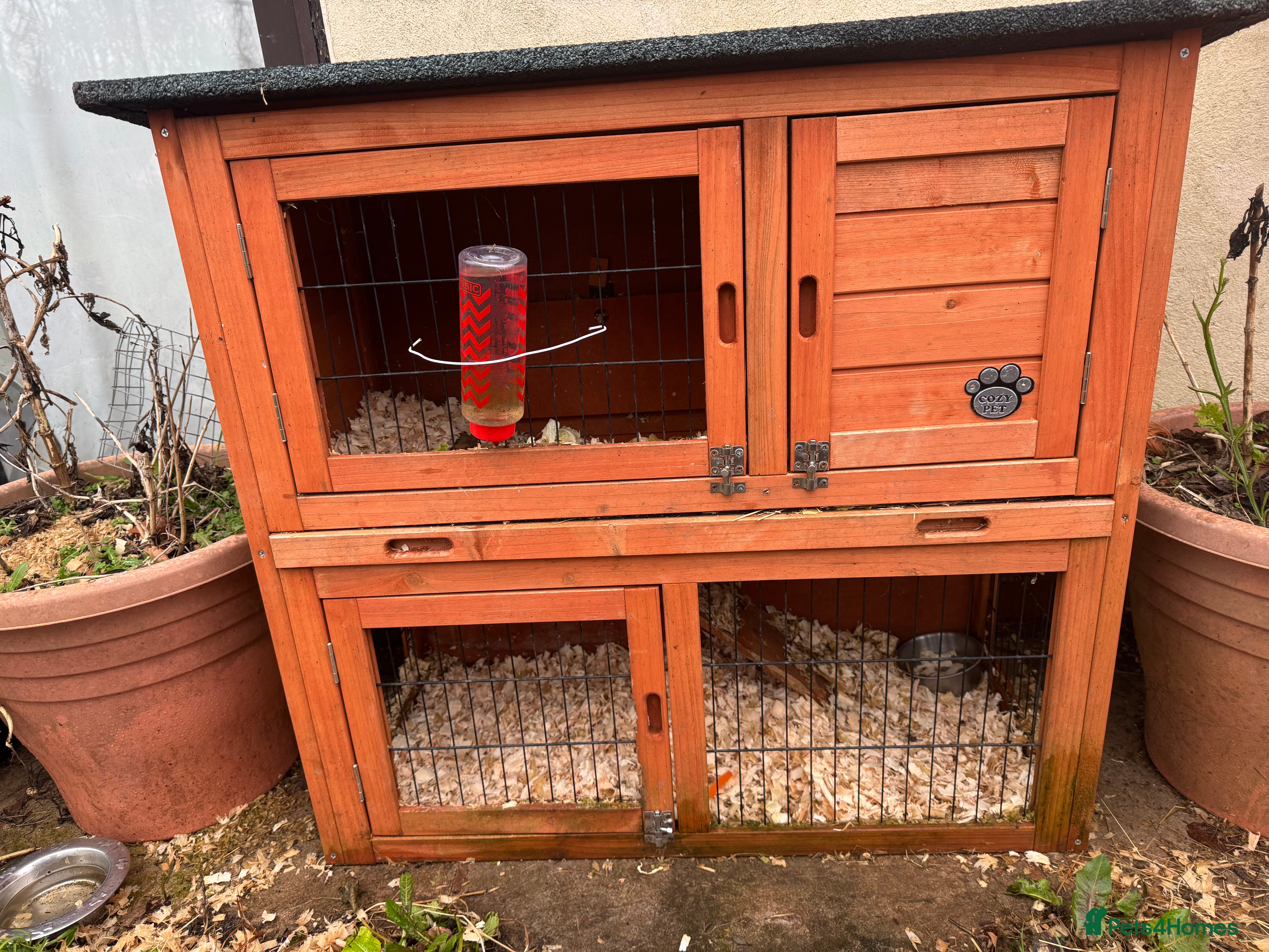 Guinea Pig rodents Guinea pigs and houses for sale - Advert 1