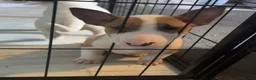 English Bull Terrier dogs for sale: 2 BOYS AVAILABLE KC REGISTERED  - Advert 3