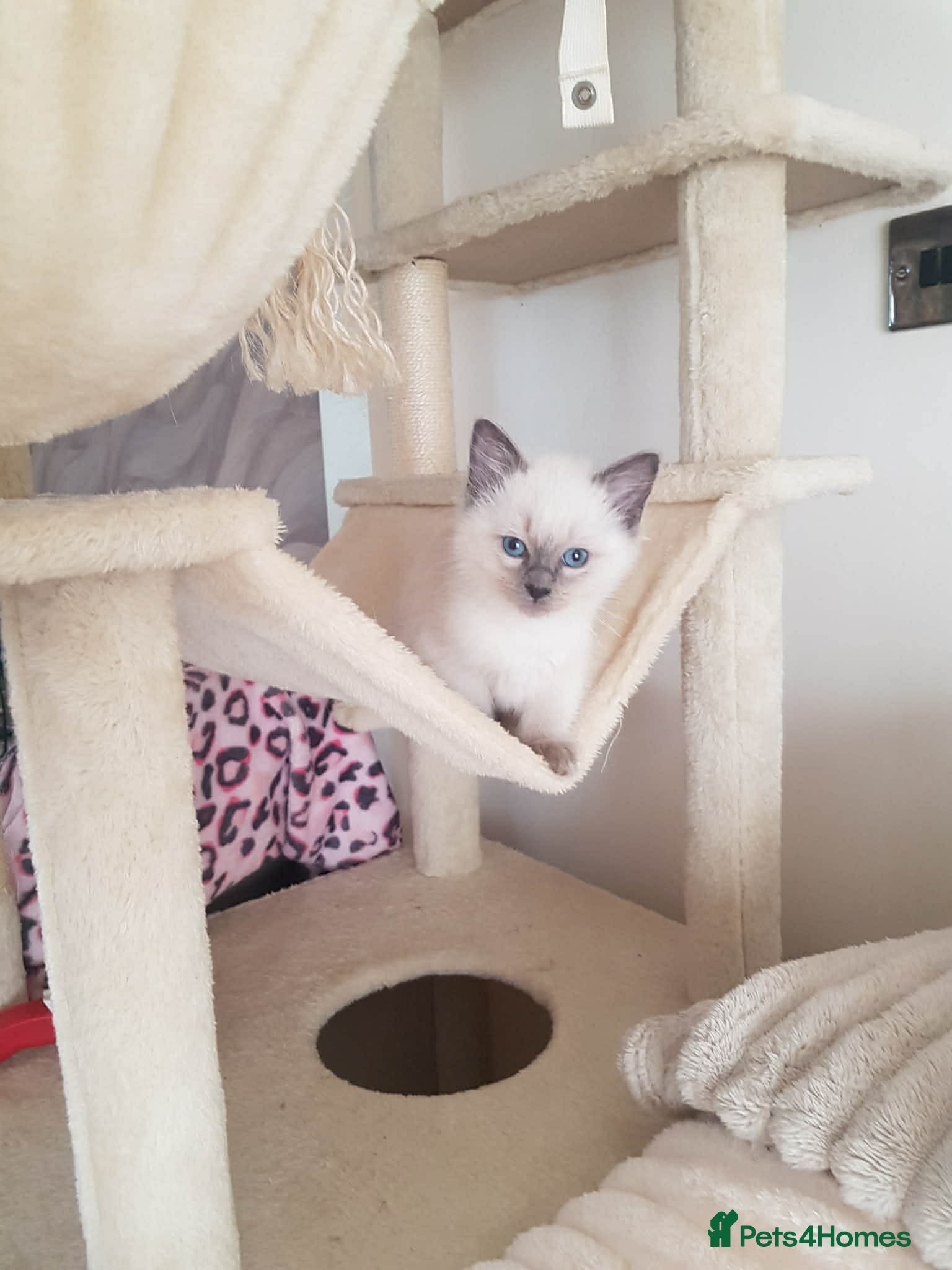 Ragdoll cats Ragdoll kittens ready now  - Advert 14