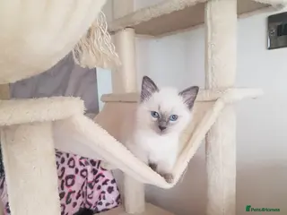 Ragdoll cats Ragdoll kittens ready now - Advert 14