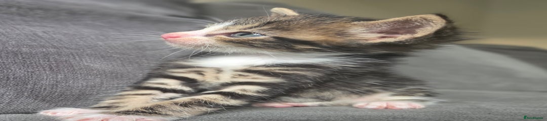 British Semi Longhair Kitten 2