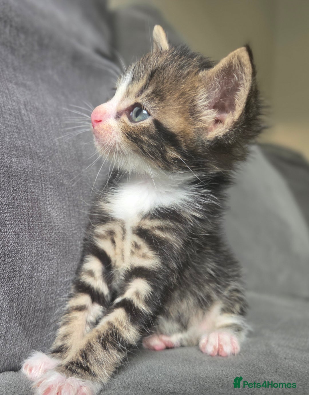 British Longhair cats for sale: Long haired kittens looking for 5* homes - Image 13