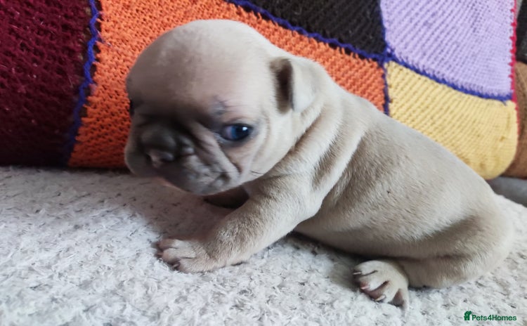 French Bulldog dogs - Advert 2