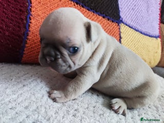 French Bulldog dogs - Advert 9