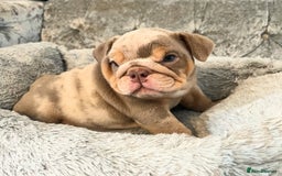 English Bulldog dogs for sale: Star Studded English Bulldogs - Image 3