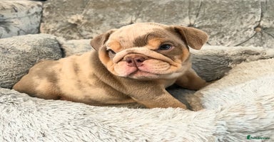 English Bulldog dogs - Advert 8