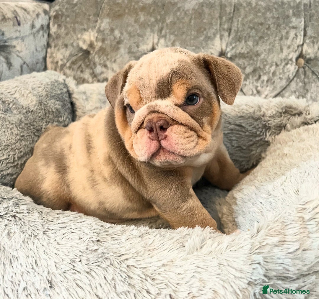 English Bulldog dogs for sale: Star Studded English Bulldogs - Image 3