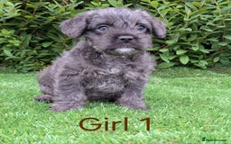 French Bulldog dogs for sale: French Bulldog Froodle Puppies  - Image 16