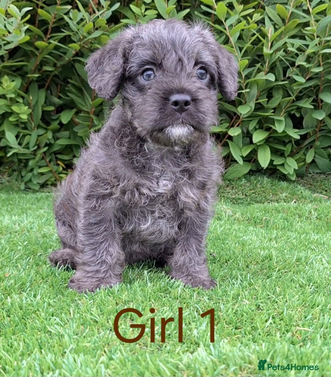French Bulldog dogs for sale: French Bulldog Froodle Puppies  - Image 16
