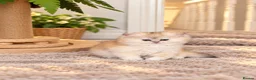 Scottish Fold cats for sale: stunning Scottish Fold and  Straight kittens - Advert 16