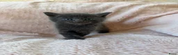 Mixed Breed cats for sale: Beautiful Kittens For Sale  - Advert 6