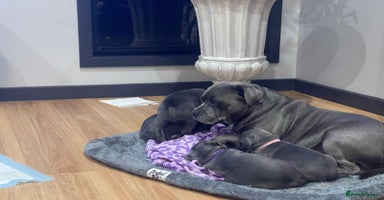 Staffordshire Bull Terrier dogs - Advert 7