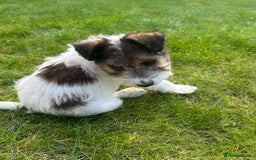 Fox Terrier dogs for sale: Fox Terrier puppies for sale - 07704995261 - Image 11