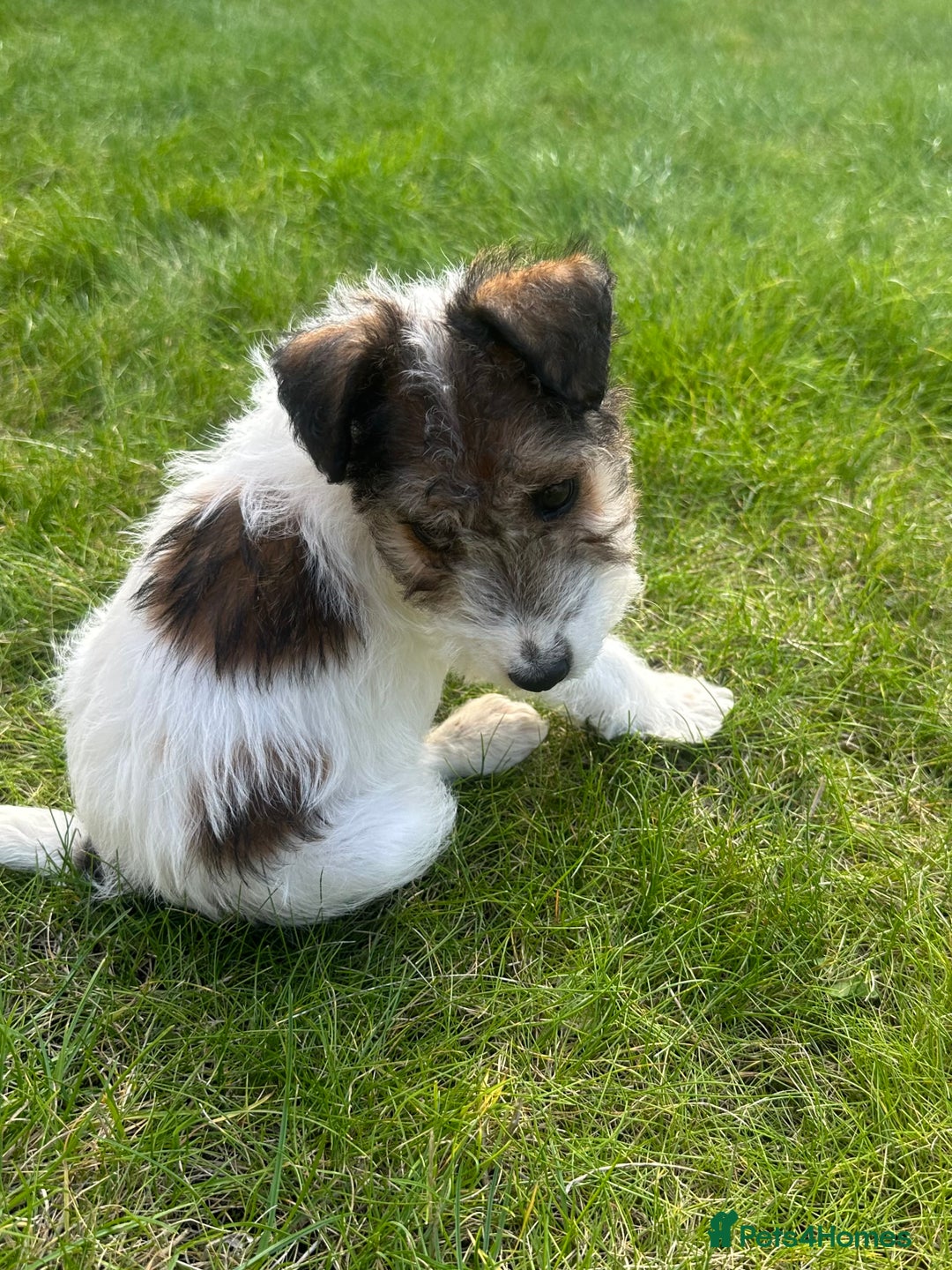 Fox Terrier dogs for sale: Fox Terrier puppies for sale - 07704995261 - Image 11
