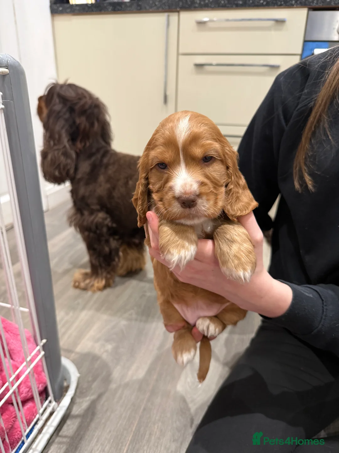 Cocker Spaniel dogs for sale: Health tested clear show cocker spaniel puppies - Advert 9