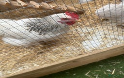 Chickens poultry for sale: West Sussex and bantum - Image 2