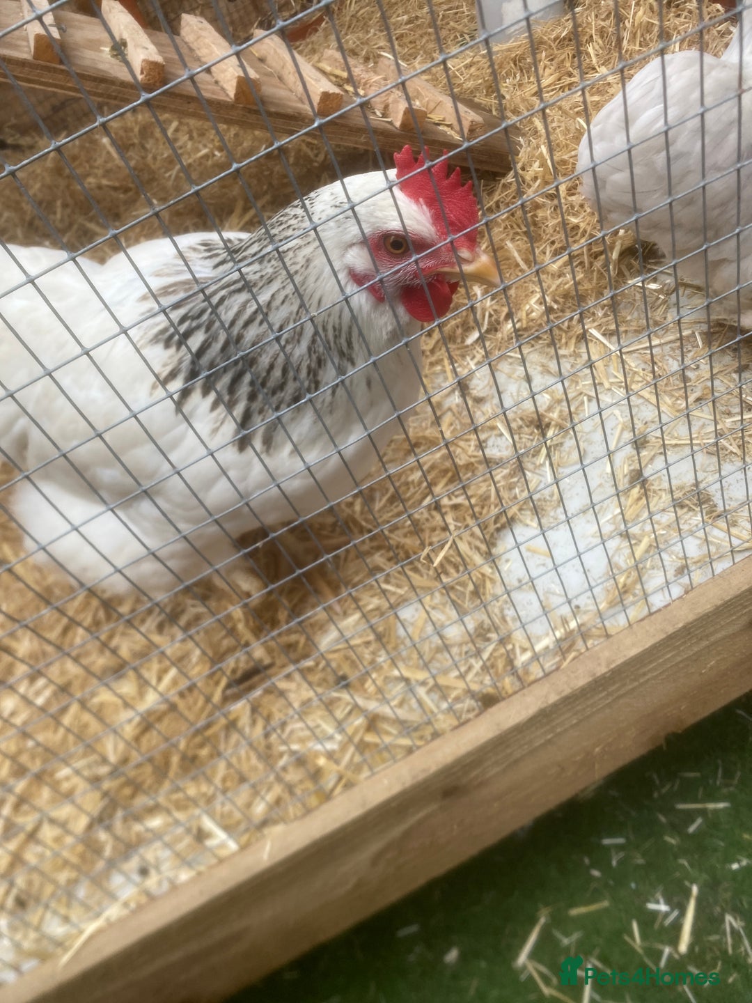 Chickens poultry for sale: West Sussex and bantum - Image 2