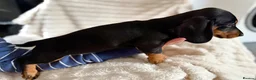 Miniature Dachshund dogs for sale: Miniature dachshund puppies  - Advert 21