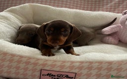 Miniature Dachshund dogs for sale: Miniature Dachshund  - Image 8