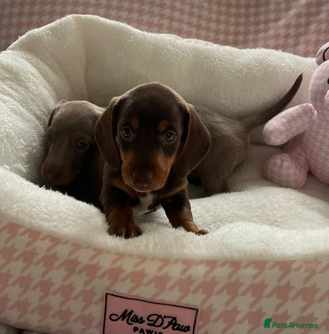 Miniature Dachshund dogs for sale: Miniature Dachshund  - Image 8