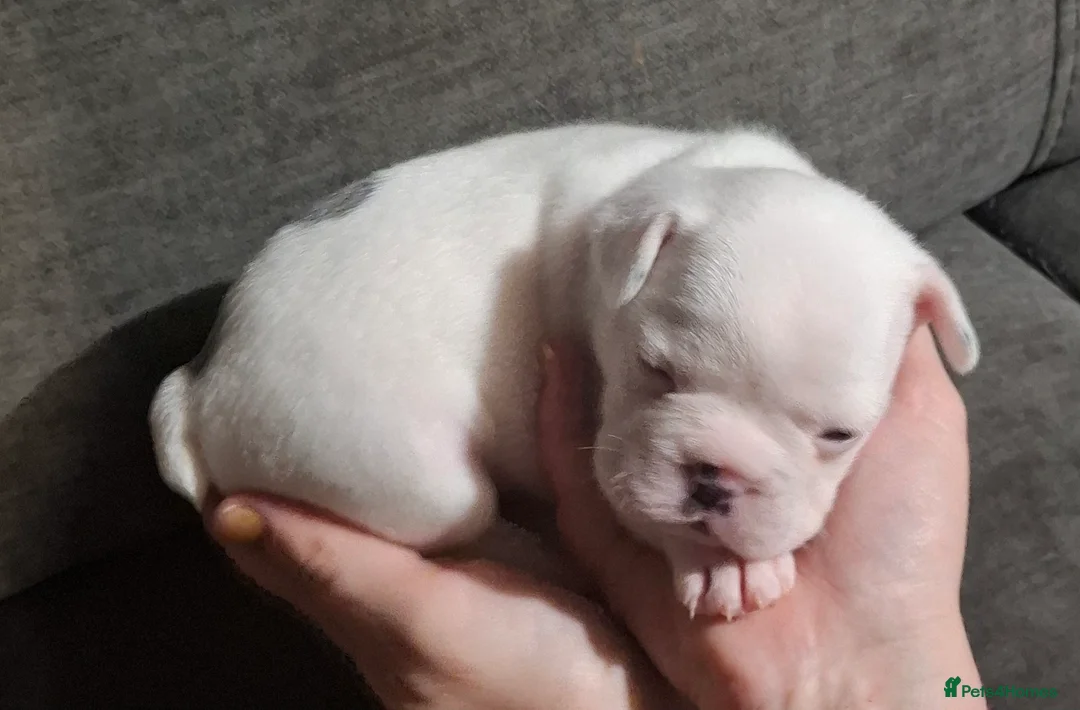 French Bulldog dogs for sale: Frenchie puppies - Advert 24