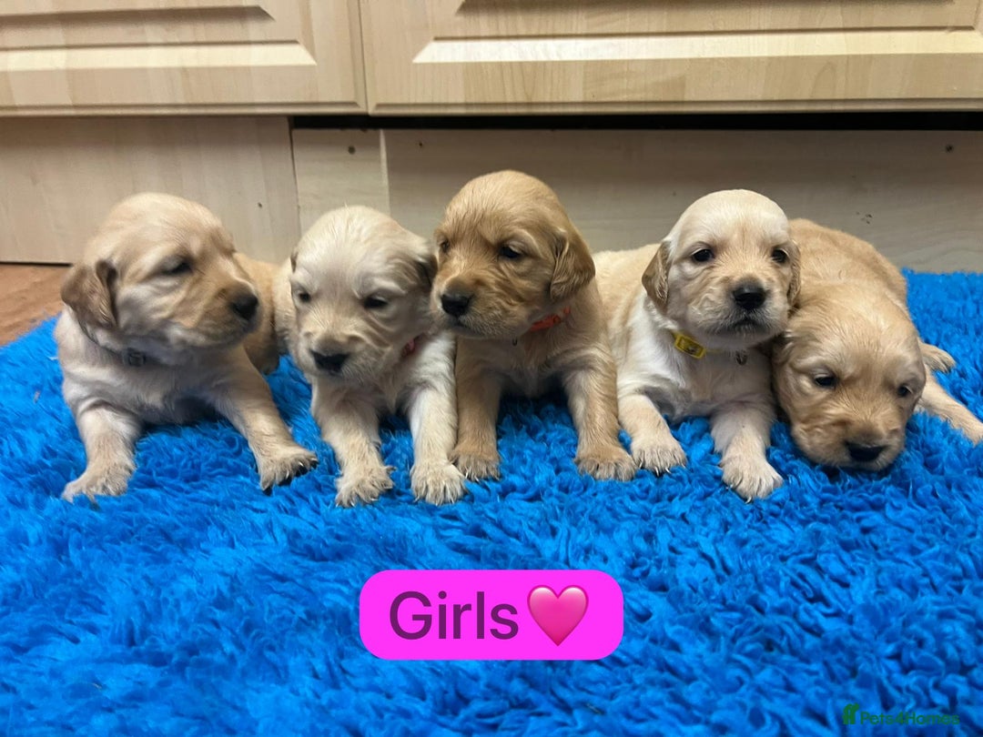 Golden Retriever dogs for sale: Gorgeous KC registered golden retriever puppies - Advert 9