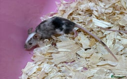 Mouse rodents for sale: Female baby mice ready now  - Image 12