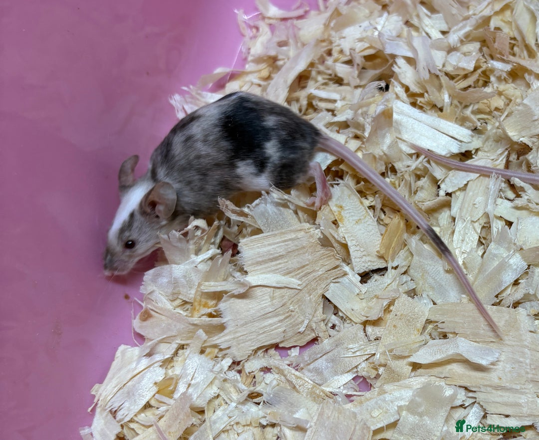 Mouse rodents for sale: Female baby mice ready now  - Image 12
