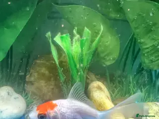 Fancy Goldfish fish Fancy Redcap Goldfish x 2 - Advert 1